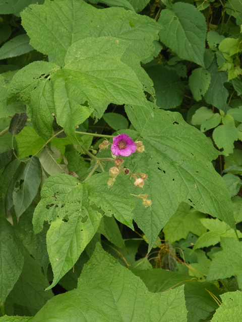 Rubus odoratus (Purple-flowering raspberry) #49111