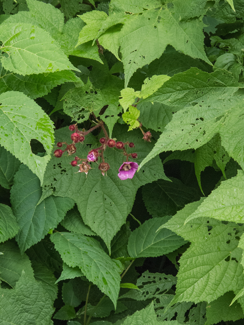 Rubus odoratus (Purple-flowering raspberry) #49112