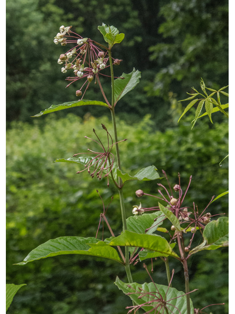 Asclepias exaltata (Poke milkweed) #49121