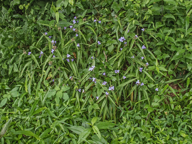 Tradescantia subaspera (Zigzag spiderwort) #49133