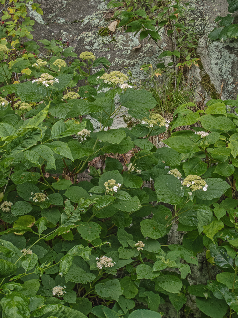 Hydrangea arborescens (Wild hydrangea) #49142