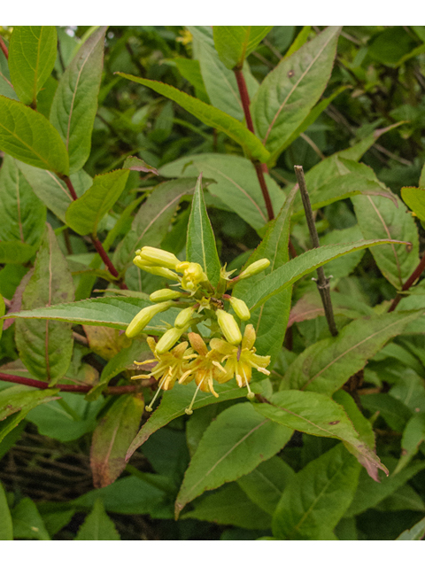 Diervilla sessilifolia (Southern bush honeysuckle) #49164
