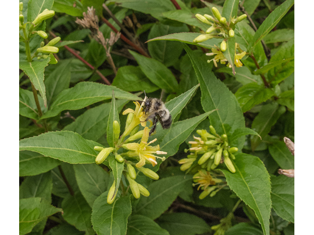 Diervilla sessilifolia (Southern bush honeysuckle) #49165