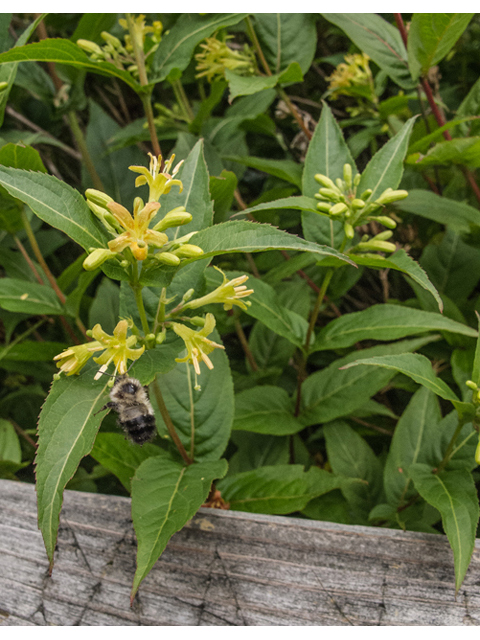 Diervilla sessilifolia (Southern bush honeysuckle) #49166