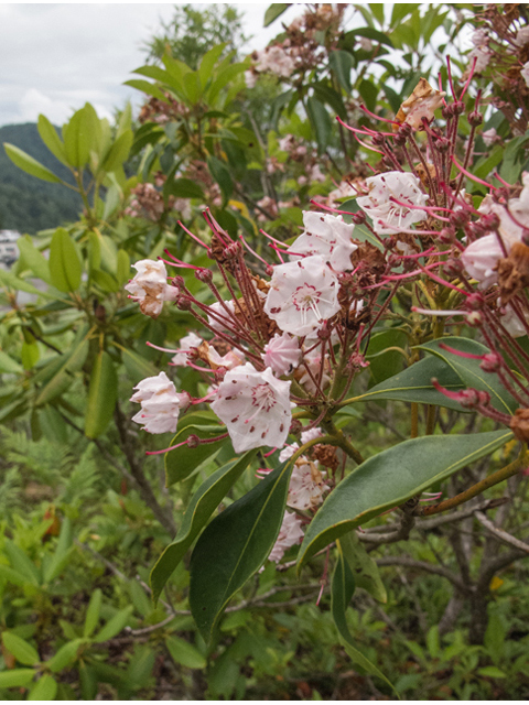 Kalmia latifolia (Mountain laurel) #49170