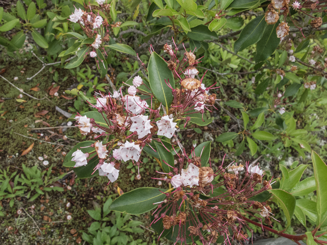 Kalmia latifolia (Mountain laurel) #49171