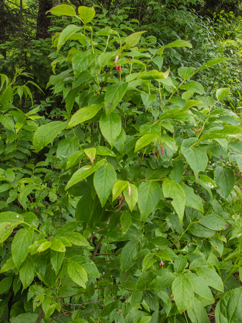 Vaccinium erythrocarpum (Southern mountain cranberry) #49176