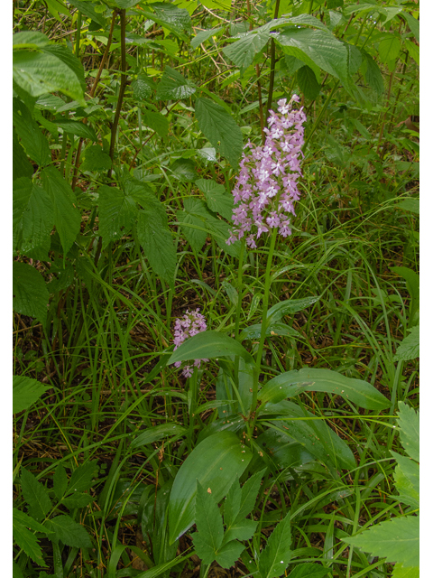 Platanthera grandiflora (Greater purple fringed orchid) #49178