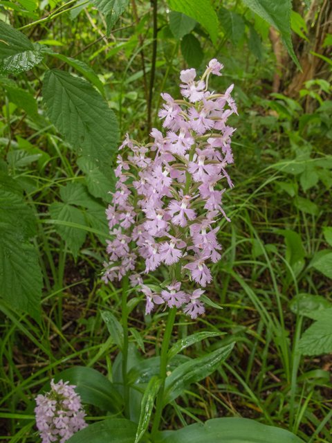 Platanthera grandiflora (Greater purple fringed orchid) #49179