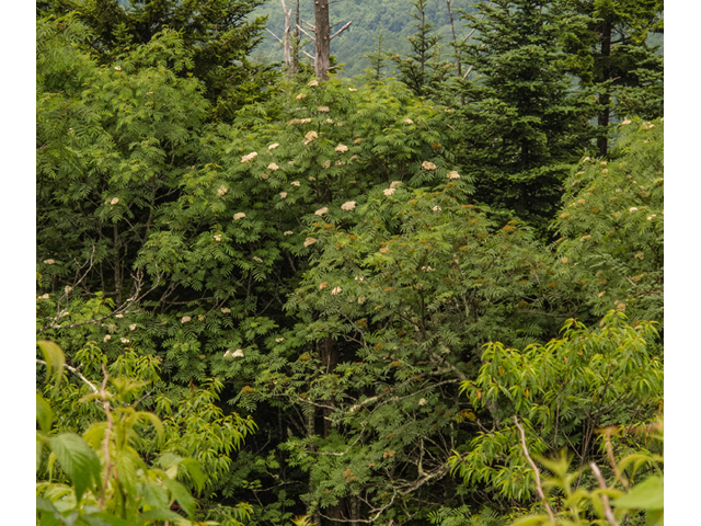 Sorbus americana (American mountain ash) #49191