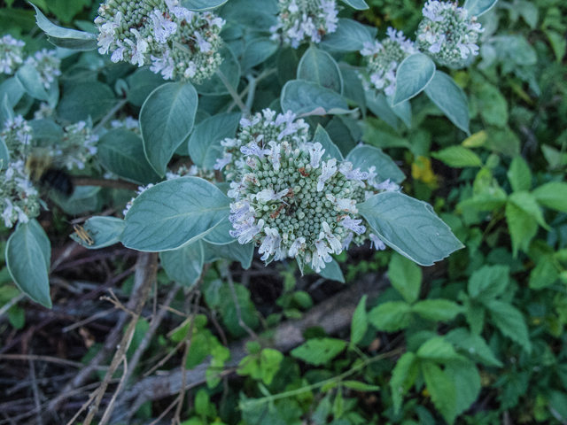 Pycnanthemum incanum (Hoary mountain mint) #49195