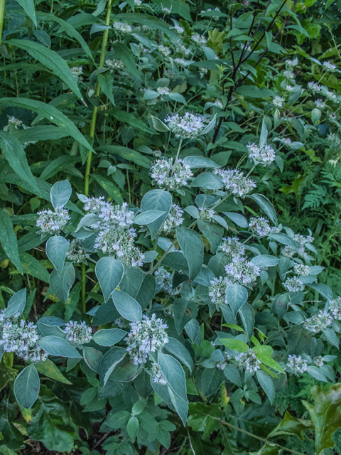 Pycnanthemum incanum (Hoary mountain mint) #49197
