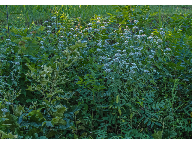 Pycnanthemum incanum (Hoary mountain mint) #49198