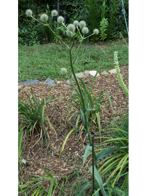 Eryngium yuccifolium (Rattlesnake master) #49203