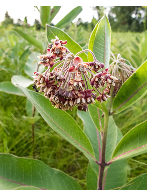 Asclepias syriaca (Common milkweed) #49228