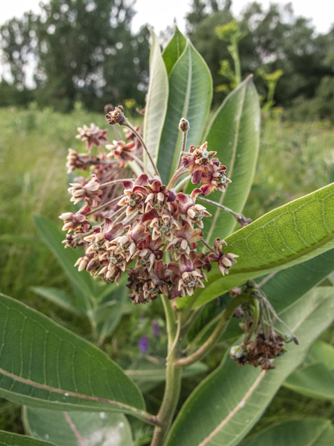 Asclepias syriaca (Common milkweed) #49229
