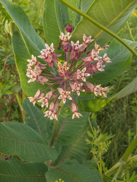 Asclepias syriaca (Common milkweed) #49231