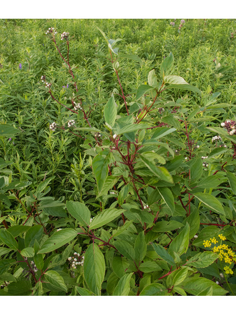 Cornus sericea (Red osier dogwood) #49233