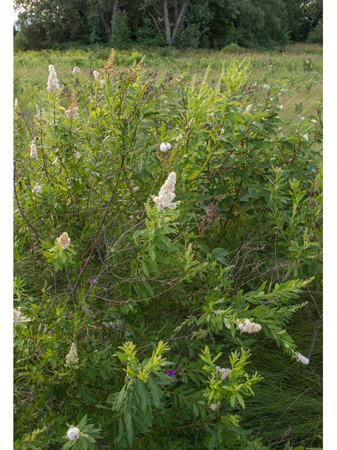 Spiraea alba (White meadowsweet) #49235