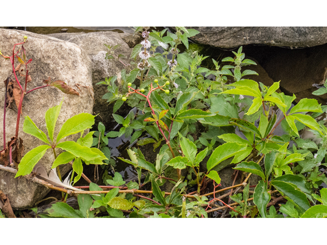 Parthenocissus quinquefolia (Virginia creeper) #49245