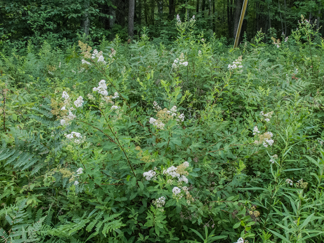 Spiraea alba var. latifolia (White meadowsweet) #49263