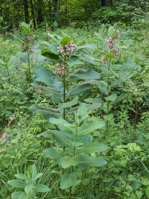 Asclepias syriaca (Common milkweed) #49266