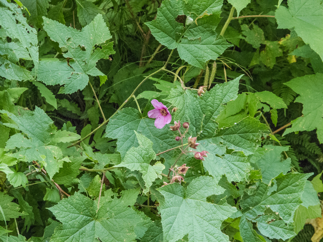 Rubus odoratus (Purple-flowering raspberry) #49472