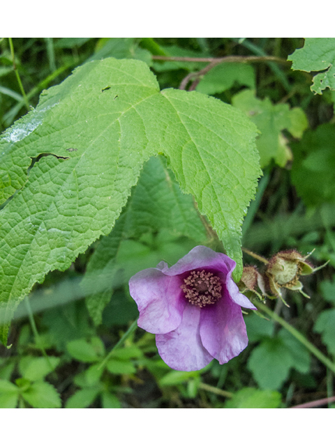 Rubus odoratus (Purple-flowering raspberry) #49476
