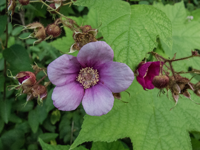 Rubus odoratus (Purple-flowering raspberry) #49479