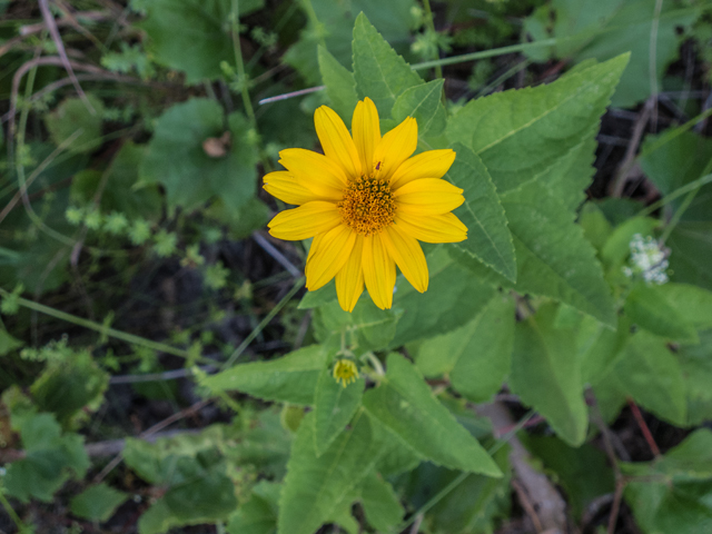 Heliopsis helianthoides (Smooth oxeye) #49490