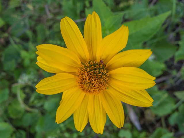 Heliopsis helianthoides (Smooth oxeye) #49491