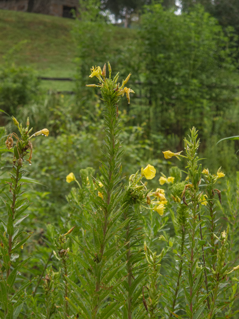 Oenothera biennis (Common evening-primrose) #49507