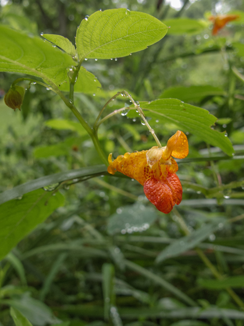 Impatiens capensis (Jewelweed) #49515