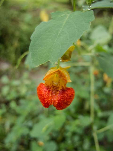 Impatiens capensis (Jewelweed) #49519