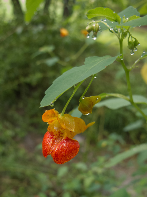Impatiens capensis (Jewelweed) #49520