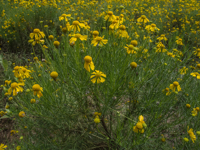 Helenium amarum (Yellow sneezeweed) #49548