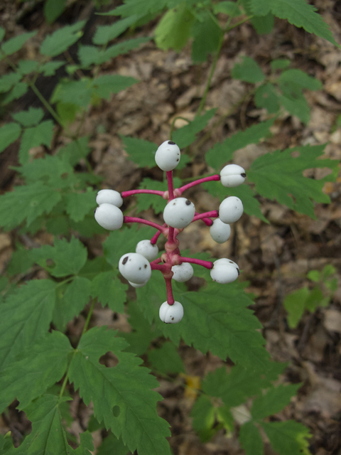 Actaea pachypoda (White baneberry) #49561