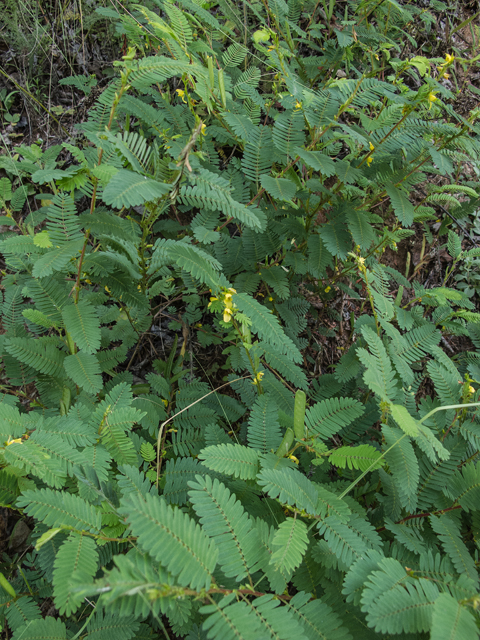 Chamaecrista nictitans ssp. nictitans (Sensitive partridge pea) #49563