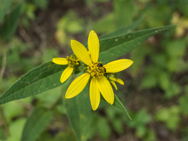 Helianthus microcephalus (Small woodland sunflower) #49577