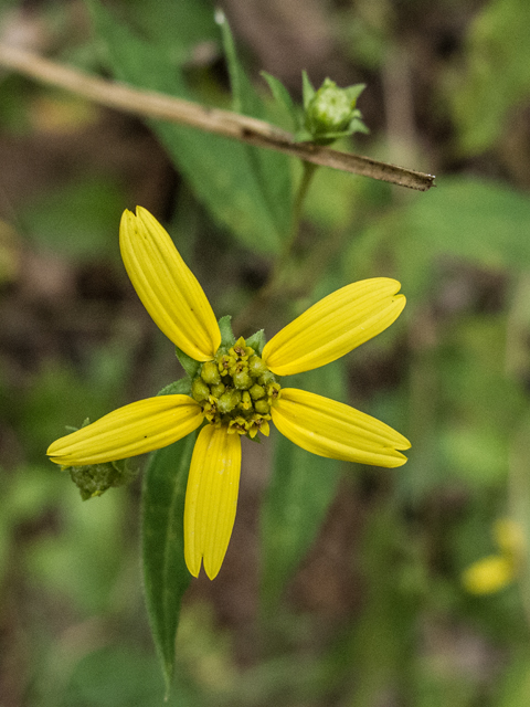 Helianthus microcephalus (Small woodland sunflower) #49578