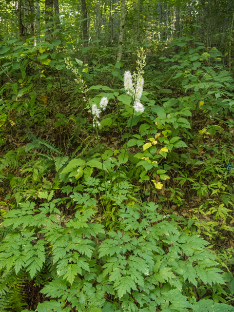 Actaea racemosa var. racemosa (Black cohosh) #49589