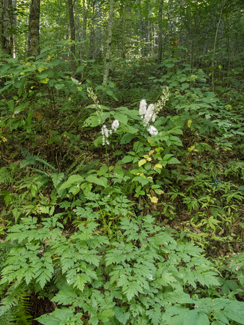 Actaea racemosa var. racemosa (Black cohosh) #49590