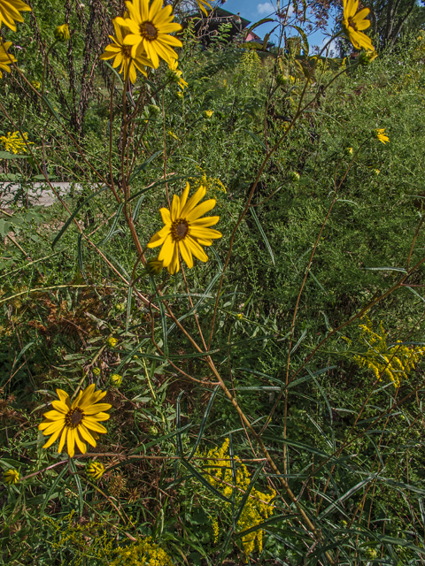 Helianthus angustifolius (Swamp sunflower) #49632