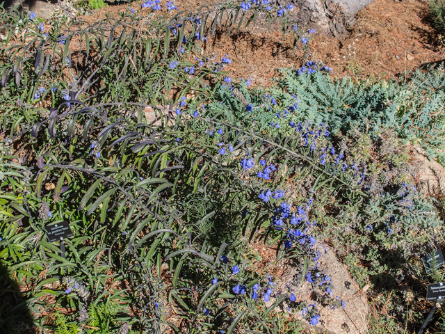Salvia azurea var. grandiflora (Pitcher sage) #49671
