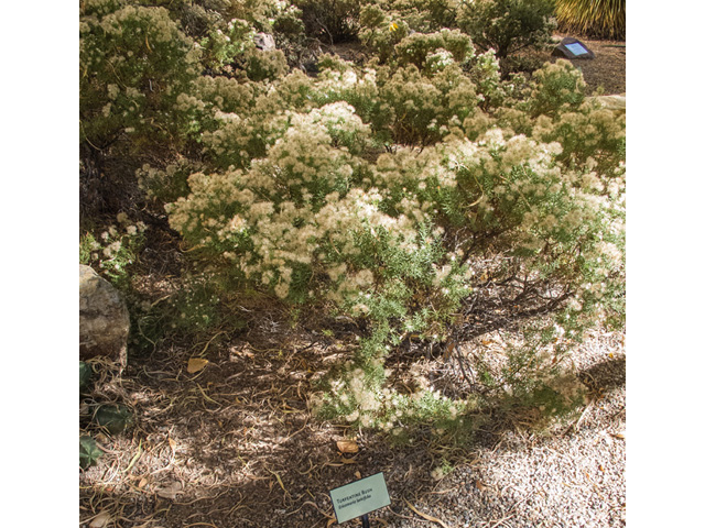Ericameria laricifolia (Larchleaf goldenweed) #49674