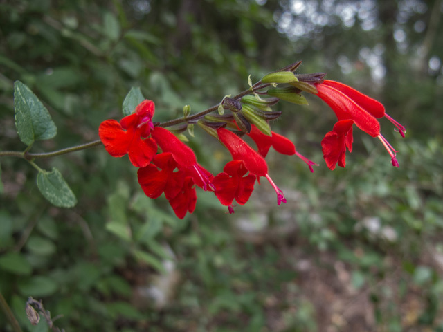 Salvia coccinea (Scarlet sage) #49684