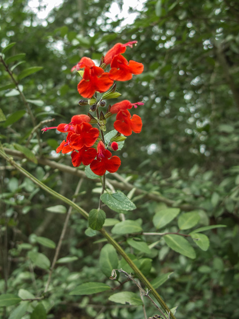 Salvia coccinea (Scarlet sage) #49685