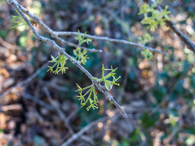 Forestiera pubescens (Elbow bush) #49697