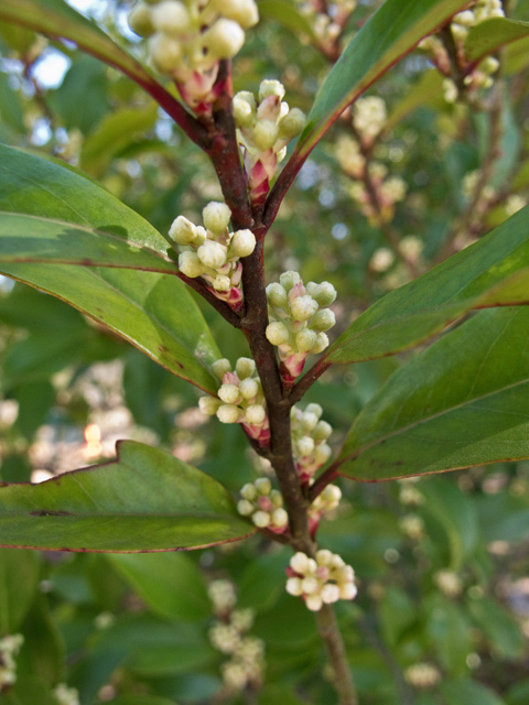 Prunus caroliniana (Carolina cherry-laurel) #49709