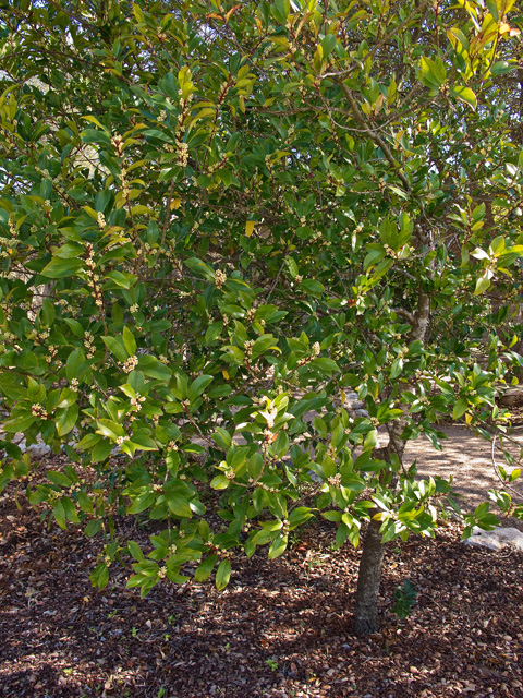 Prunus caroliniana (Carolina cherry-laurel) #49712